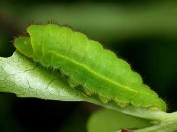  Chenille de Callophrys avis Chap. - Yoann Pelouard