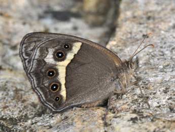 Pyronia bathseba F. adulte - Philippe Mothiron