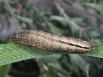  Chenille de Pyronia bathseba F. - ©Philippe Mothiron