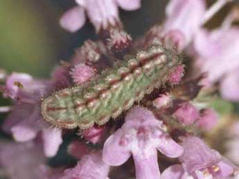  Chenille de Pseudophilotes baton Brgstr. - Wolfgang Wagner, www.pyrgus.de