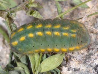  Chenille de Lysandra bellargus Rott. - ©Wolfgang Wagner, www.pyrgus.de