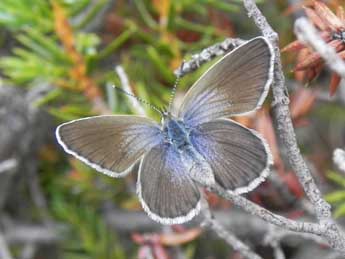 Plebejus bellieri Obth. adulte - ©Philippe Mothiron