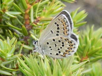 Plebejus bellieri Obth. adulte - Philippe Mothiron