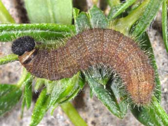  Chenille de Pyrgus foulquieri Obth. - ©Wolfgang Wagner, www.pyrgus.de