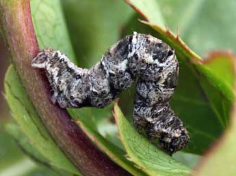  Chenille de Pareulype berberata D. & S. - ©Daniel Morel