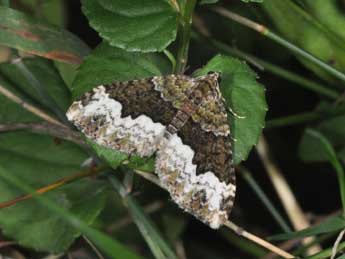 Euphyia biangulata Hw. adulte - Philippe Mothiron