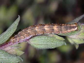  Chenille de Perizoma bifaciata Hw. - ©Wolfgang Wagner, www.pyrgus.de