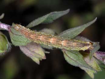  Chenille de Perizoma bifaciata Hw. - ©Wolfgang Wagner, www.pyrgus.de