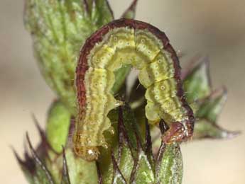  Chenille de Perizoma blandiata D. & S. - ©Wolfgang Wagner, www.pyrgus.de