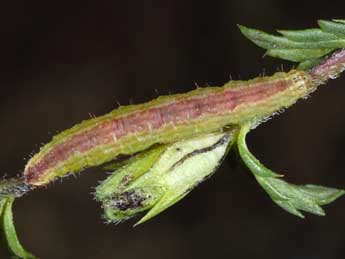  Chenille de Perizoma blandiata D. & S. - ©Wolfgang Wagner, www.pyrgus.de