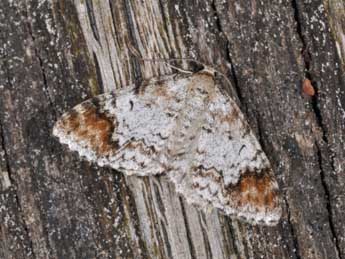  Chenille de Venusia blomeri Curt. - ©Philippe Mothiron