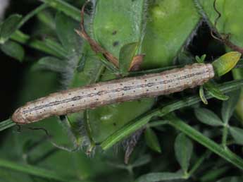  Chenille de Selidosema brunnearia Vill. - Philippe Mothiron