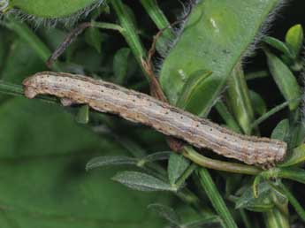  Chenille de Selidosema brunnearia Vill. - Philippe Mothiron