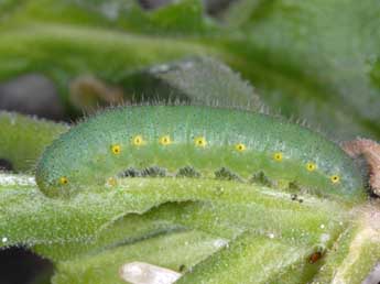  Chenille de Pieris bryoniae Hb. - Wolfgang Wagner, www.pyrgus.de