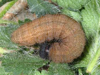  Chenille de Pyrgus cacaliae Rbr - Wolfgang Wagner, www.pyrgus.de