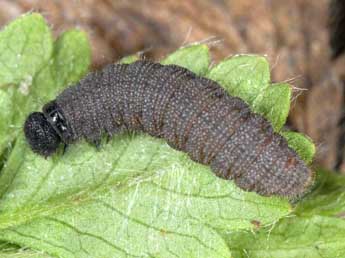  Chenille de Pyrgus cacaliae Rbr - Wolfgang Wagner, www.pyrgus.de