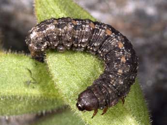  Chenille de Elophos caelibaria Hdnr. - ©Daniel Morel