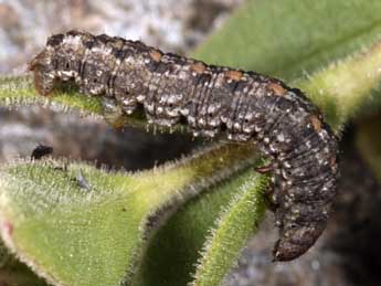  Chenille de Elophos caelibaria Hdnr. - ©Daniel Morel