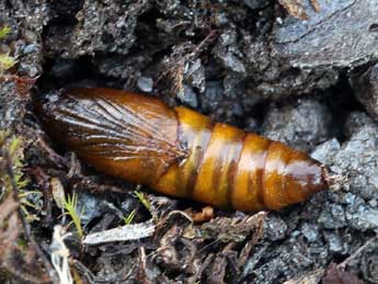  Chrysalide de Elophos caelibaria Hdnr. - ©Daniel Morel & Lionel Taurand