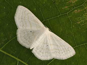 Scopula caricaria Rtti adulte - ©Lionel Taurand