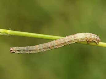  Chenille de Scopula caricaria Rtti - ©Lionel Taurand