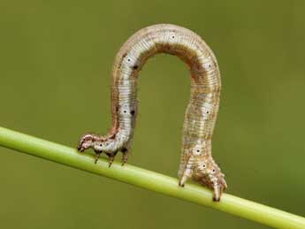  Chenille de Scopula caricaria Rtti - ©Lionel Taurand