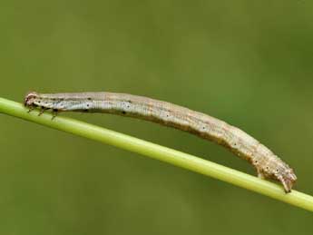  Chenille de Scopula caricaria Rtti - ©Lionel Taurand