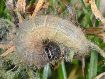  Chenille de Pyrgus carlinae Rbr - ©Wolfgang Wagner, www.pyrgus.de