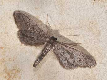 Idaea carvalhoi Hrblt adulte - ©Matthew Gandy