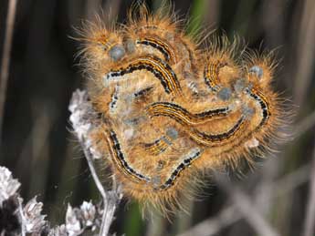  Chenille de Malacosoma castrensis L. - ©Philippe Mothiron