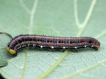  Chenille de Libythea celtis Laich. - Emmanuel Ruiz