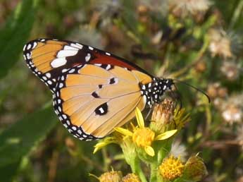 Danaus chrysippus L. adulte - Philippe Mothiron