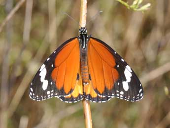 Danaus chrysippus L. adulte - ©Philippe Mothiron