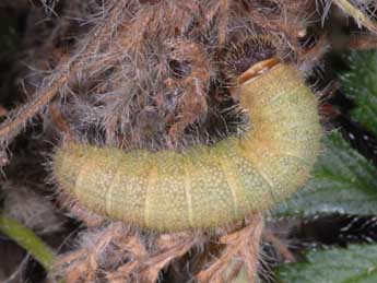  Chenille de Pyrgus cirsii Rbr - Wolfgang Wagner, www.pyrgus.de