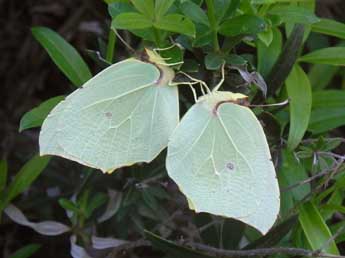 Gonepteryx cleopatra L. adulte - ©Philippe Mothiron