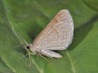 Scotopteryx coarctaria D. & S. adulte - Philippe Mothiron