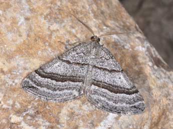 Scotopteryx coarctaria D. & S. adulte - Philippe Mothiron