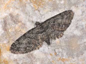 Eupithecia cocciferata Mill. adulte - Philippe Mothiron