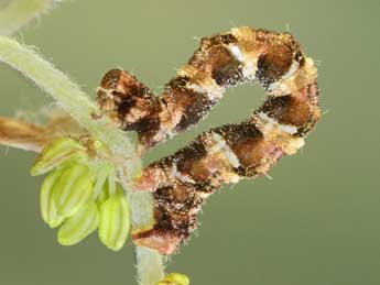  Chenille de Eupithecia cocciferata Mill. - ©Jean-Claude Petit