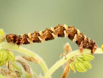  Chenille de Eupithecia cocciferata Mill. - ©Jean-Claude Petit