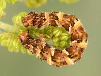  Chenille de Eupithecia cocciferata Mill. - Jean-Claude Petit