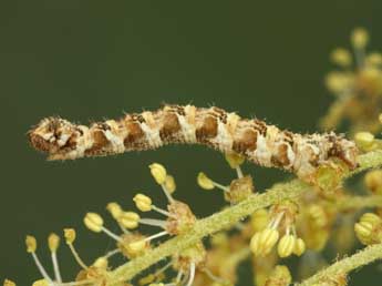  Chenille de Eupithecia cocciferata Mill. - ©Jean-Claude Petit