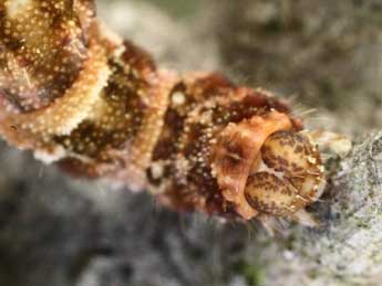  Chenille de Eupithecia cocciferata Mill. - ©Jean-Claude Petit