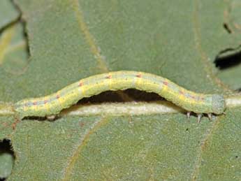  Chenille de Adactylotis contaminaria Hb. - ©Jean-Paul Coat