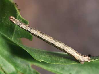  Chenille de Idaea contiguaria Hb. - ©Lionel Taurand