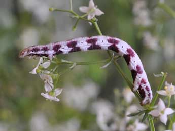  Chenille de Protorhoe corollaria H.-S. - ©Claude Colomb