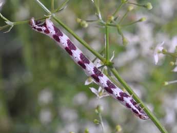  Chenille de Protorhoe corollaria H.-S. - ©Claude Colomb