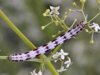  Chenille de Protorhoe corollaria H.-S. - Claude Colomb