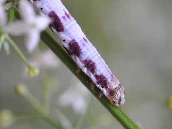  Chenille de Protorhoe corollaria H.-S. - ©Claude Colomb