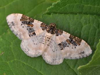 Protorhoe corollaria H.-S. adulte - Claude Colomb